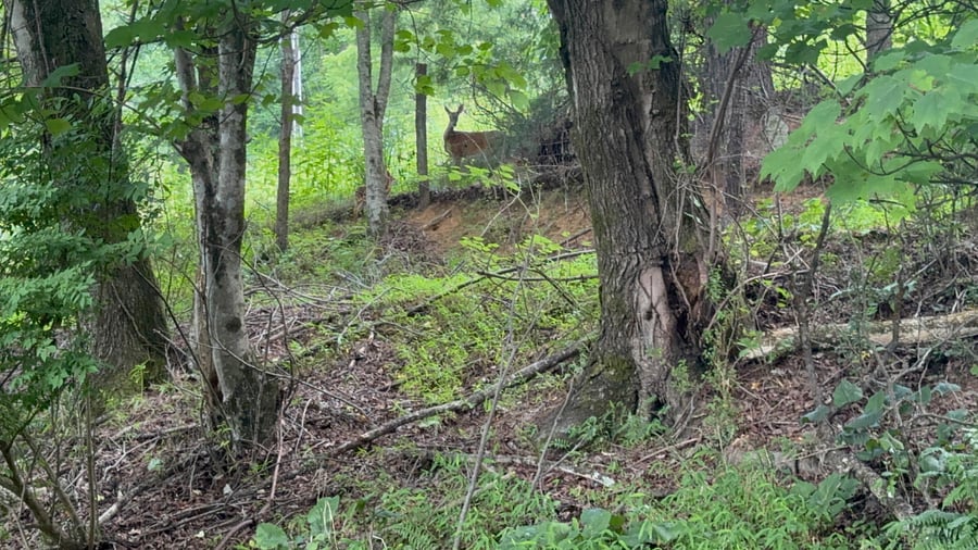 You might see the deer in nature around the property. This is in the woods. It is steep. Many trees have fallen since Helene