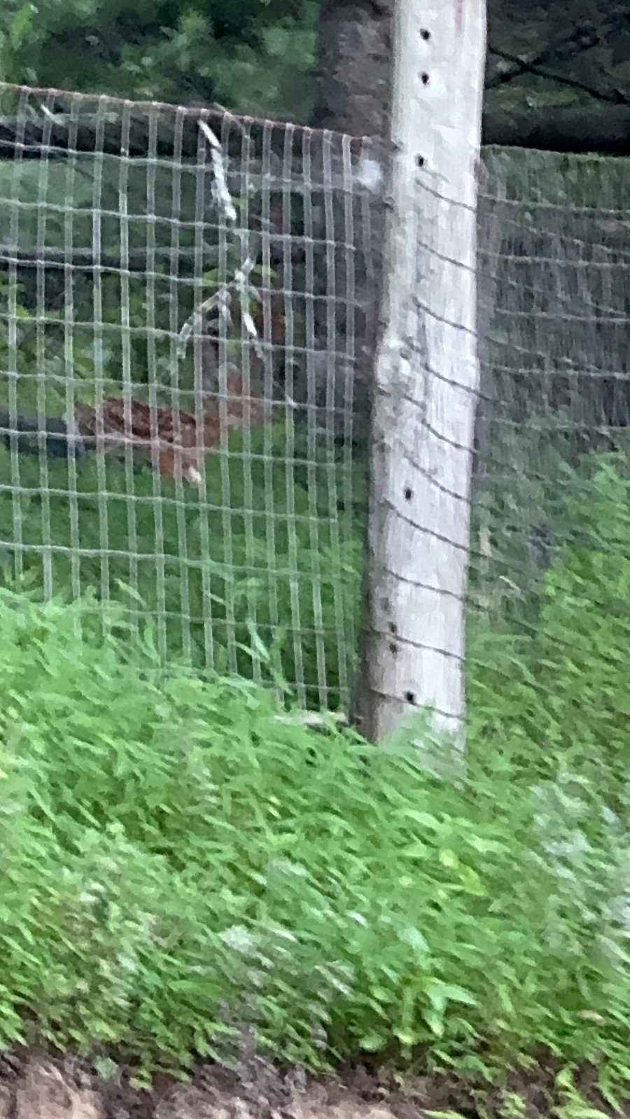 You might see deer above the fence line. No hunting please.