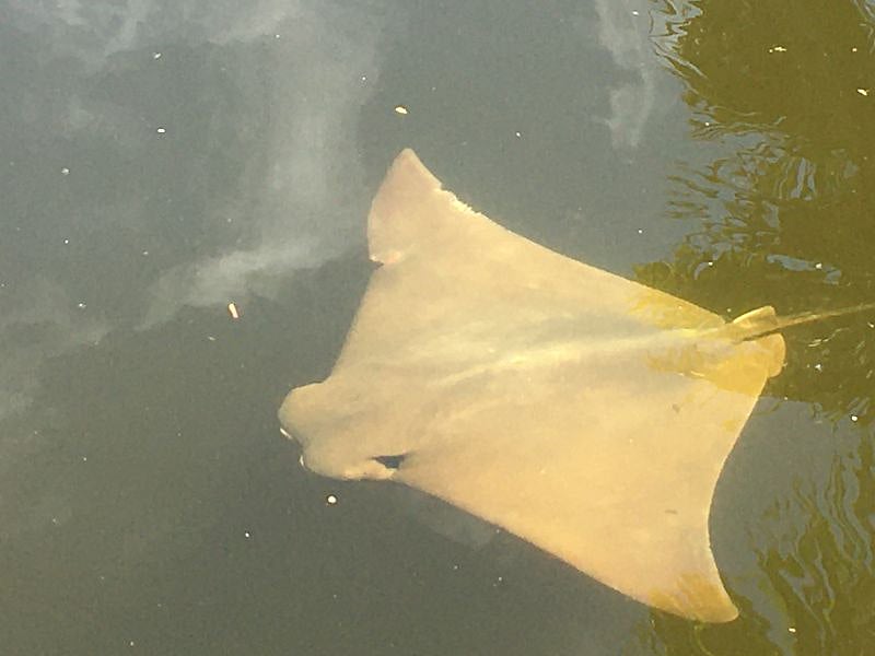 Swimming under the Piers on canal.