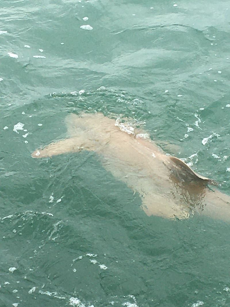Dolphins in canal swimming under the piers.