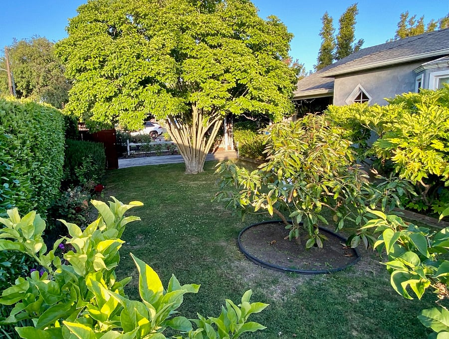 Front Yard