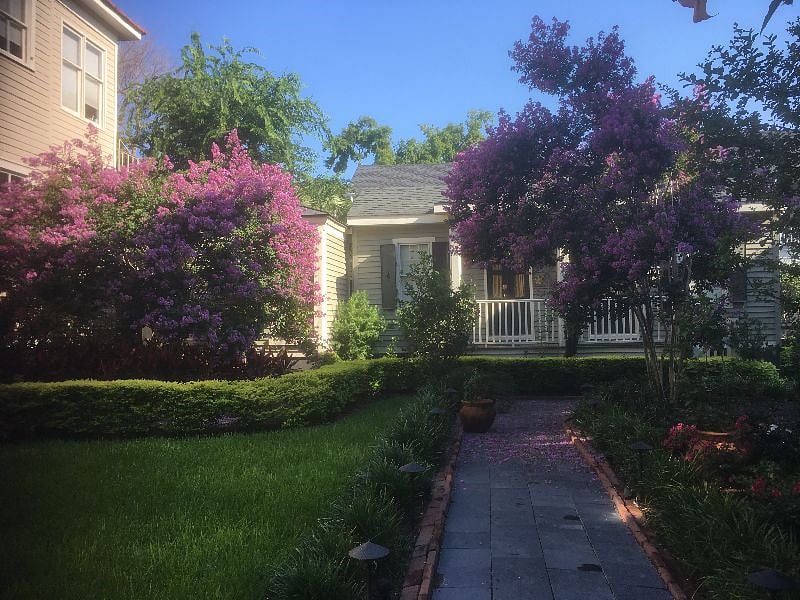 The garden in front of the cottage stays in bloom all summer with lavender crepe myrtles and yellow alamandas. 