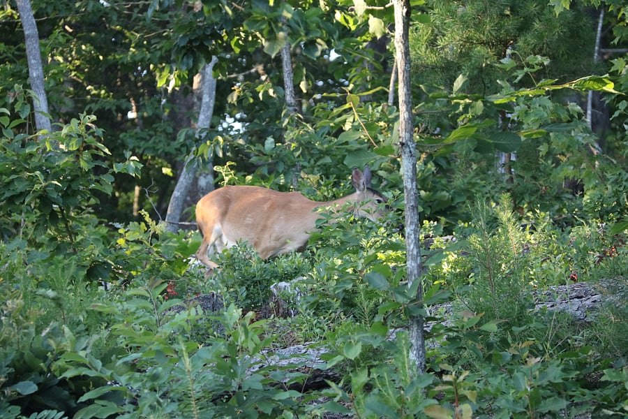 Ms. Doe-a-Deer Visits on Occasion!