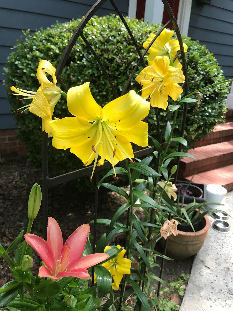 Flowering landscape year-round