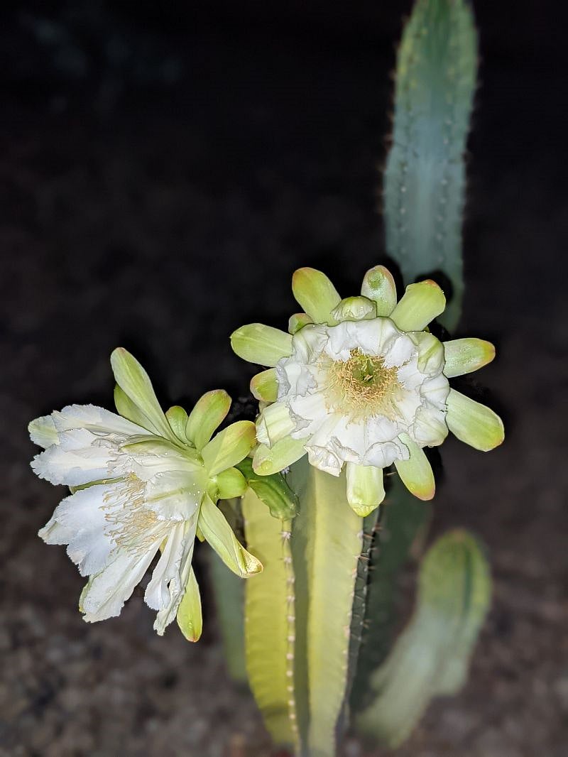 Blooms one night a year in August