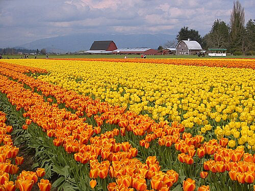 Largest Tulip Festival in the US!
April 1-30
https://tulipfestival.org/