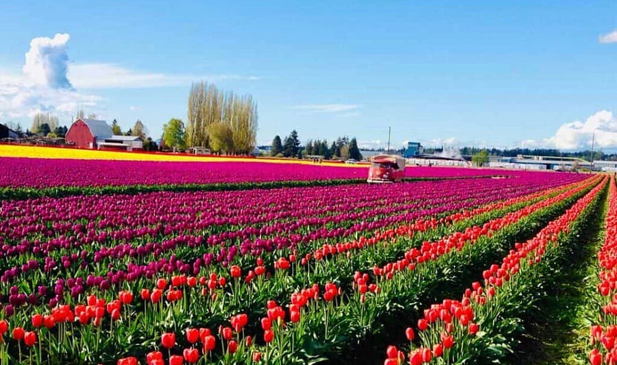 Largest Tulip Festival in the US!
April 1-30
https://tulipfestival.org/