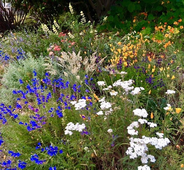 front garden.