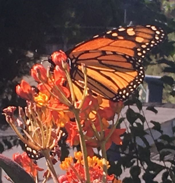 The yard has lots of milkweed for monarch butterflies