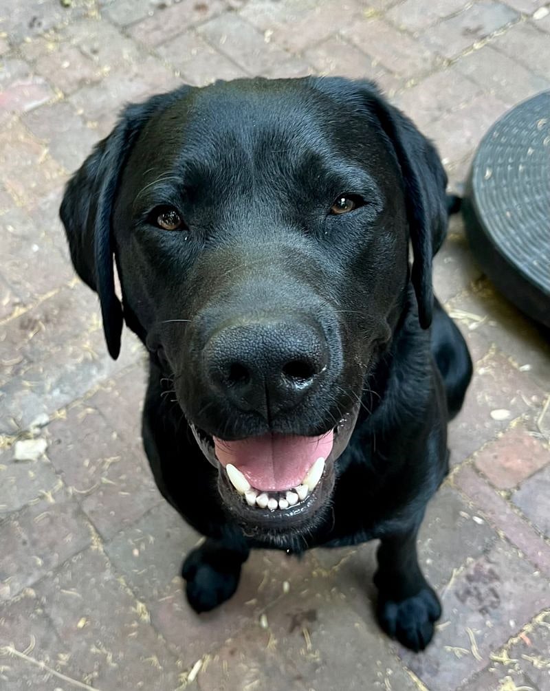 Baxter, our neighbor's friendly, well-behaved dog. Our yards are connected, so he goes back and forth. He is socially smart - if you don't like dogs, he'll respect that and keep his distance.