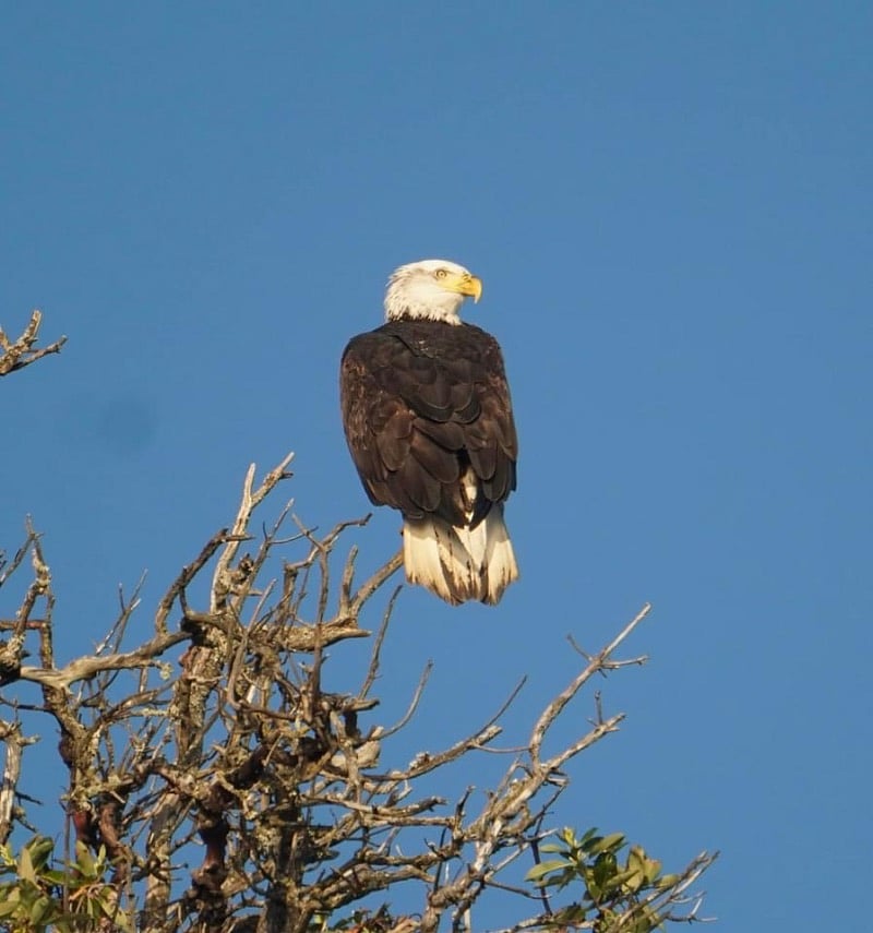 Eagles live here!