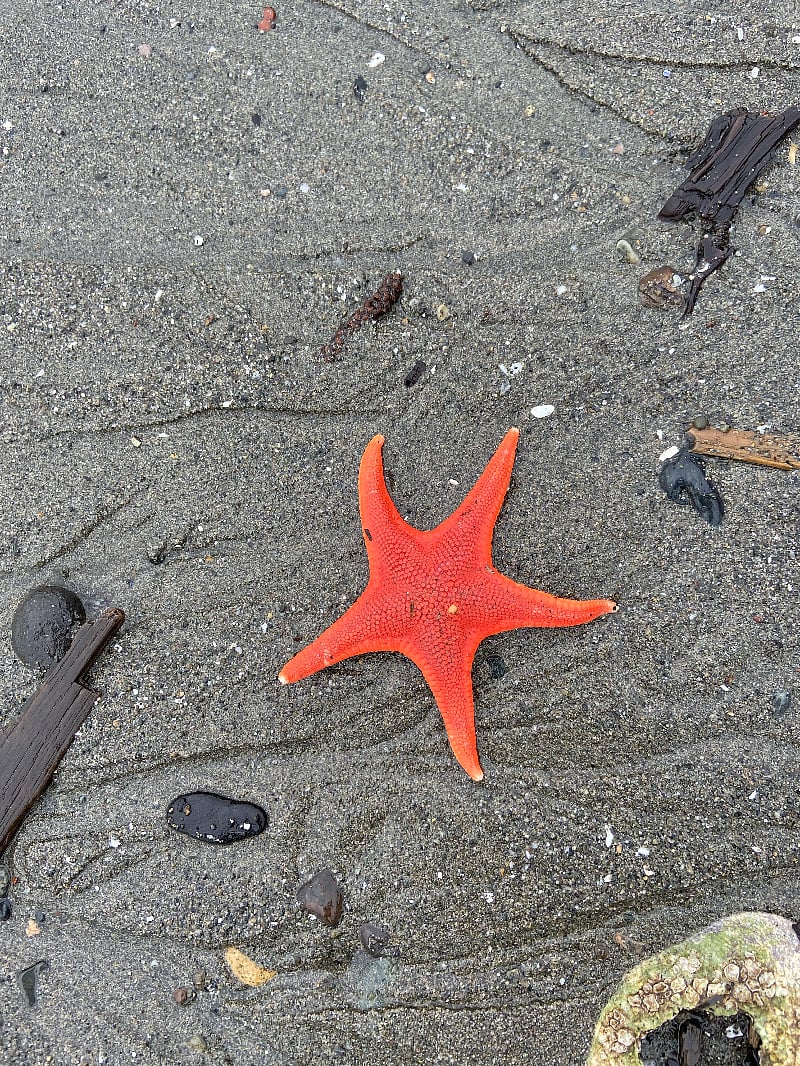 What you might find on the beach