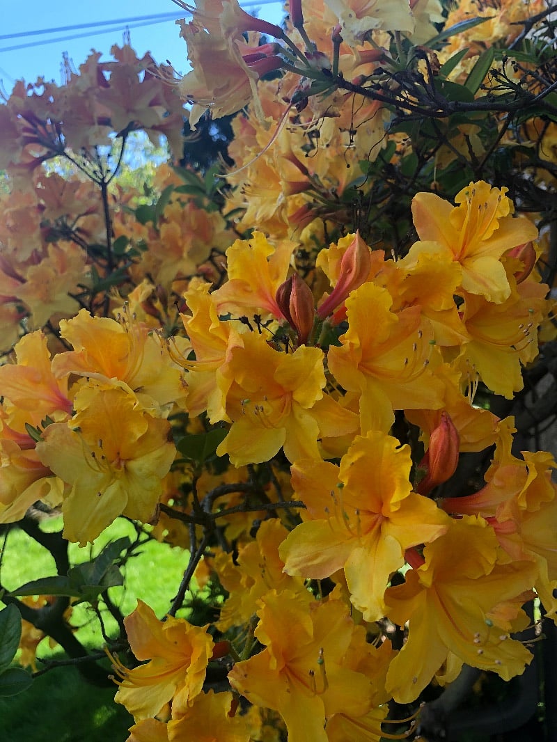 Azaleas in Spring