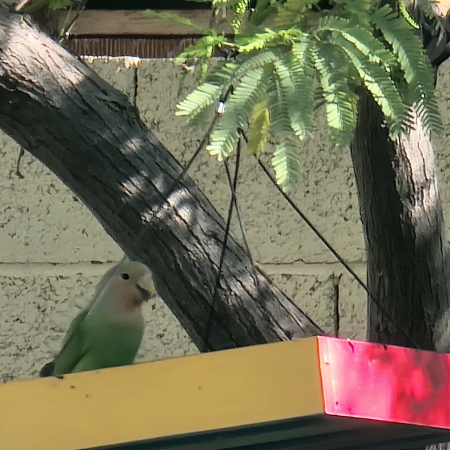 We have love birds that visit in our tree