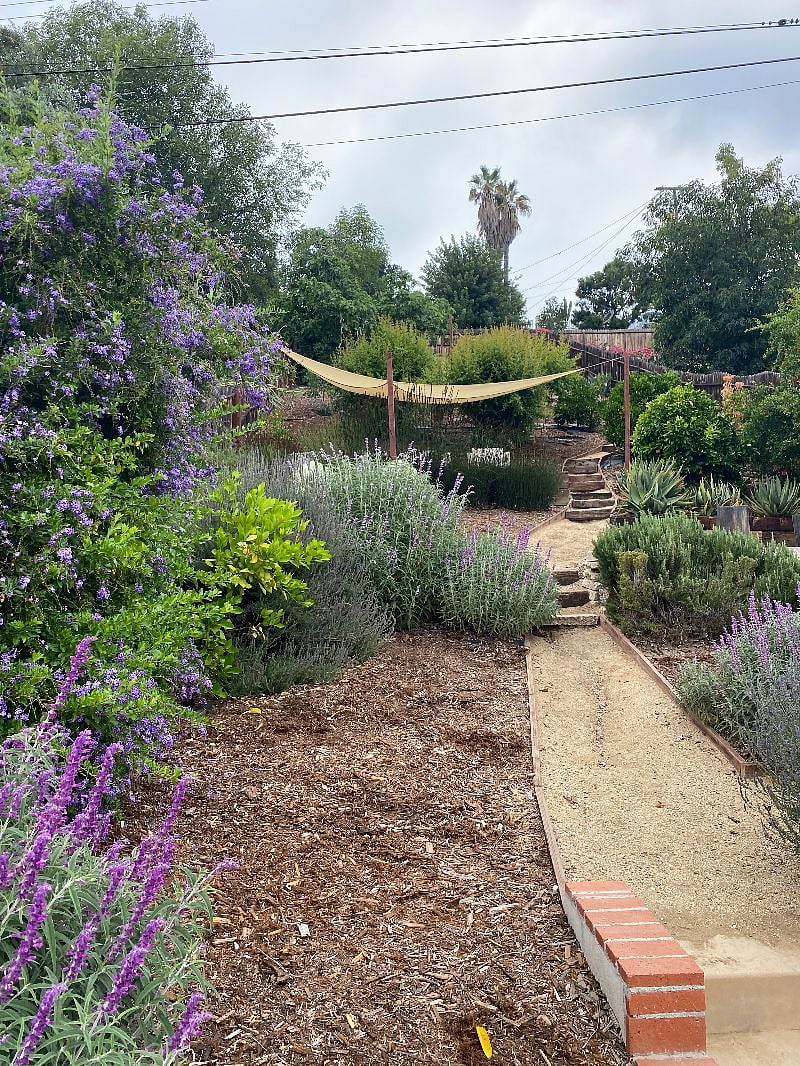 As you wander up the pathway in the "back 40" you'll pass orange, grapefruit, pomegranite, mango and fig trees. The fruit is all yours for the picking!