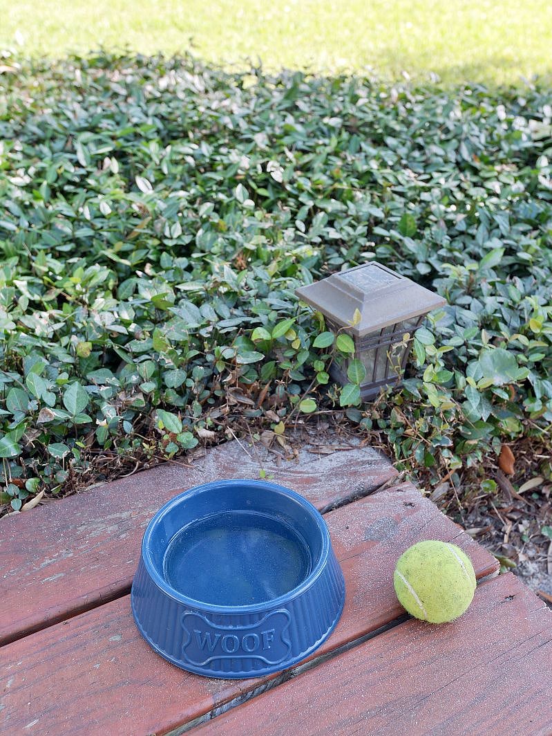 Doggie Backyard Playground