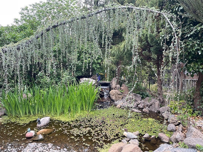Peaceful pond (common space)