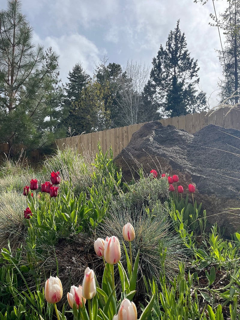 Spring bloom!