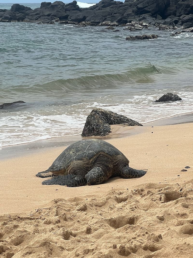 Sea Turtle at North Shore beach