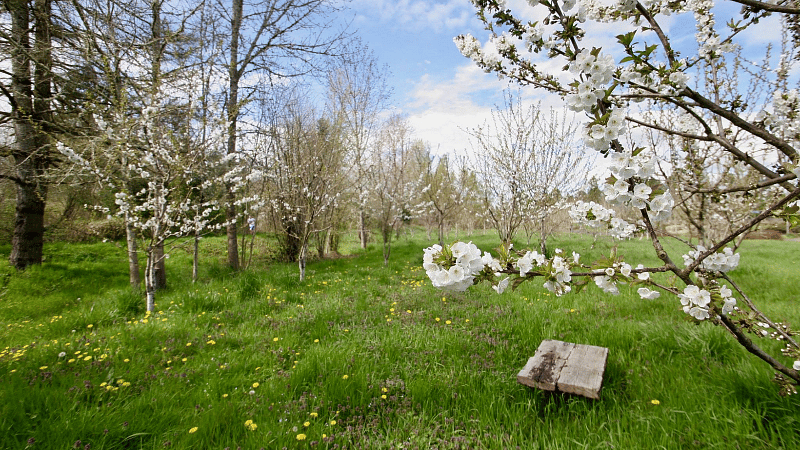 Free u-pick orchards: Apples, Cherries, Plums, Pears, Peaches