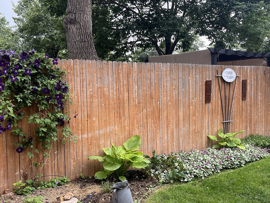 Example of landscaping you can enjoy from backyard (shared) patio