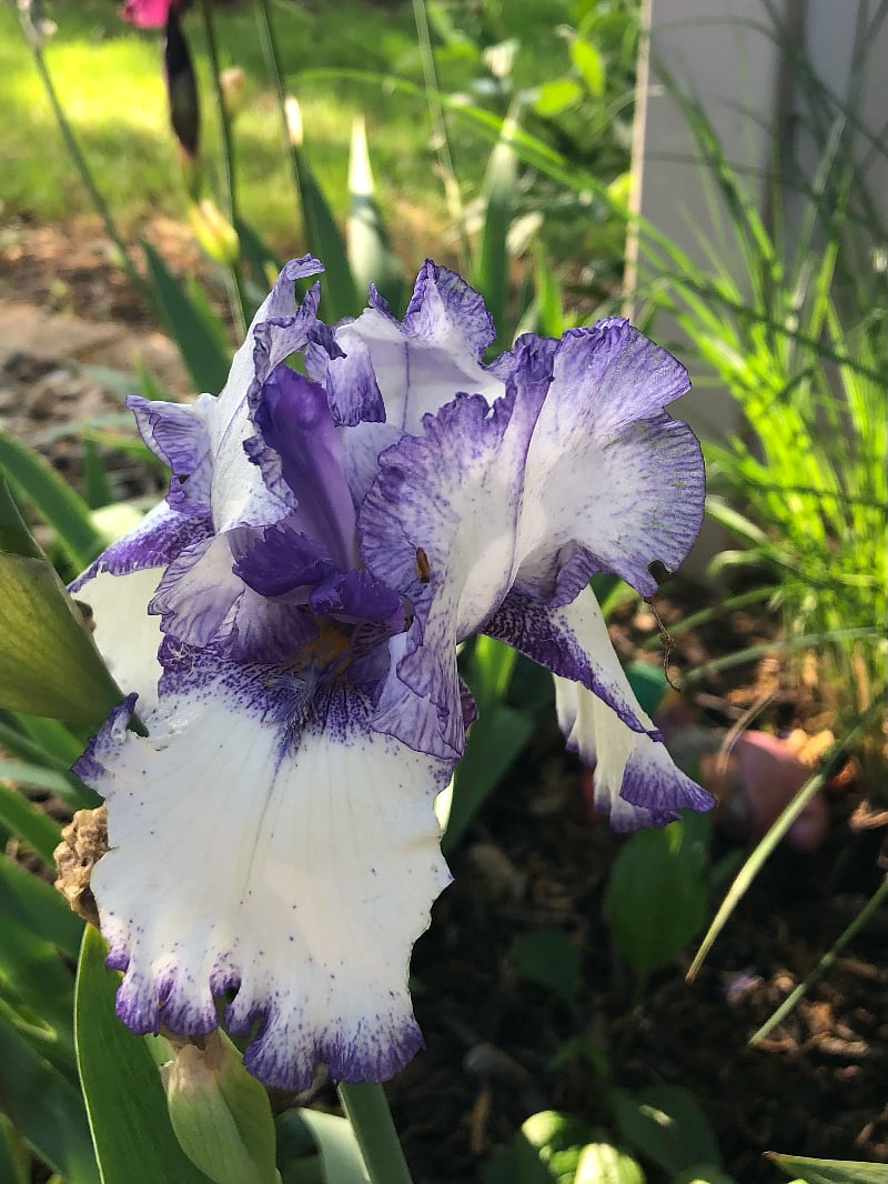 If you're lucky to be here in the spring there are irises!