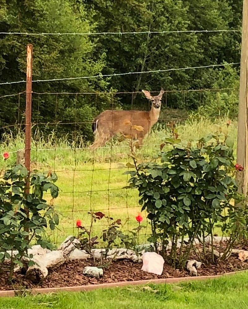 This is the view out your window. You'll love the neighbors!