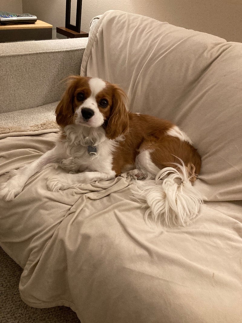 Meet Ollie.
Dog is gated in upper level.