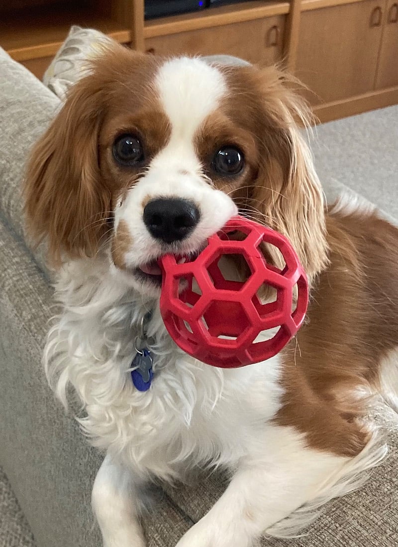 I rarely bark.
"Come play ball with me if you have the time!"