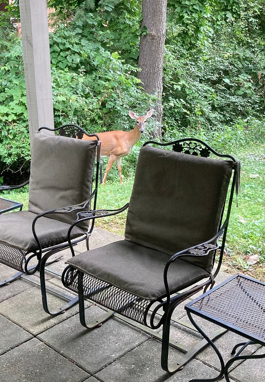 You can see wildlife regularly from your patio door!