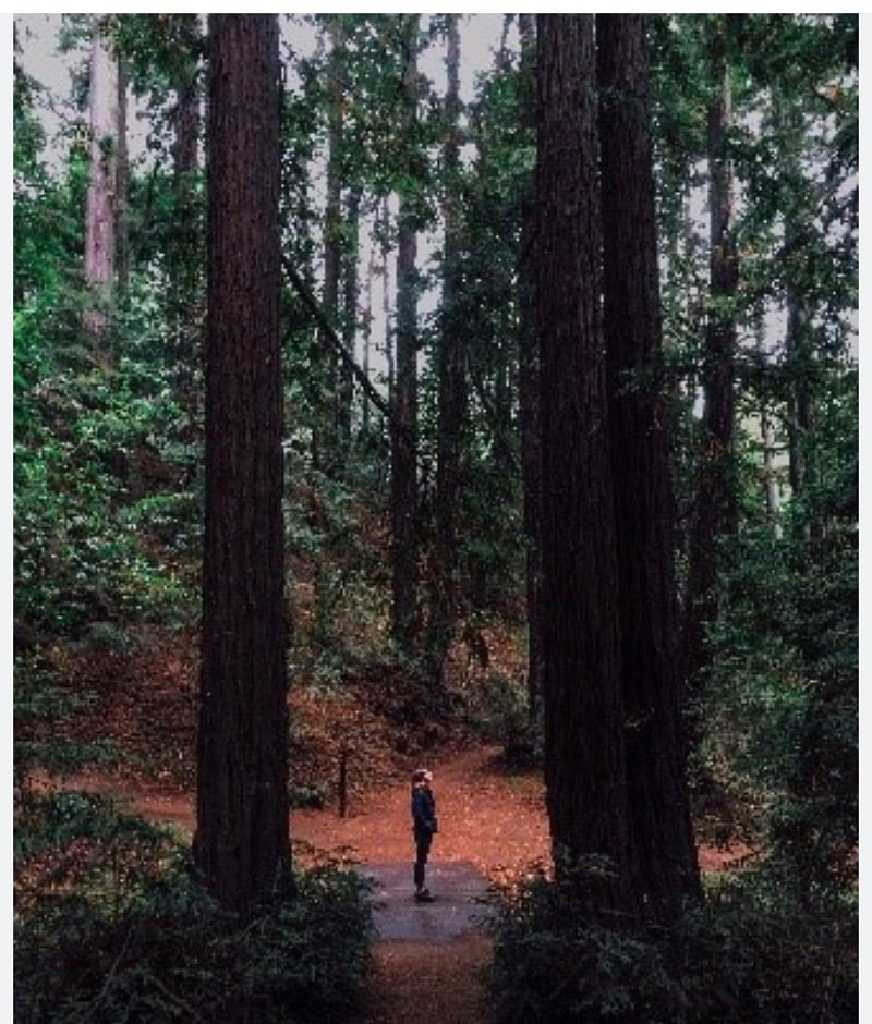 Redwood hiking trails walking distance 