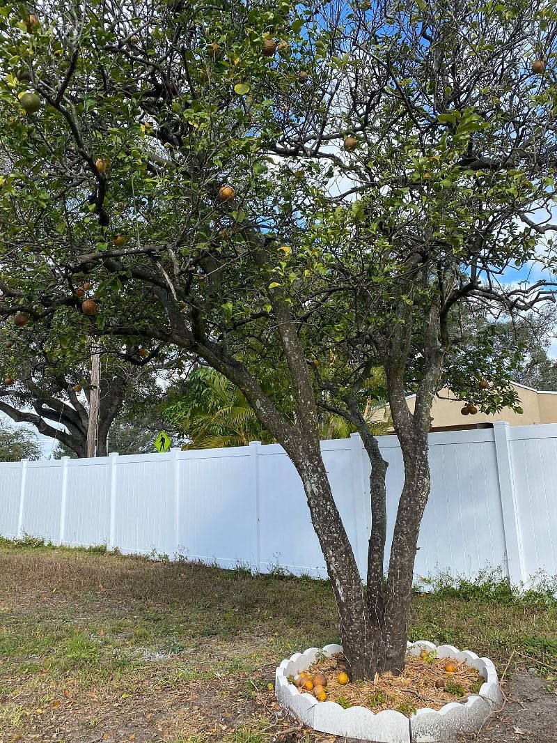 Backyard with Orange Tree