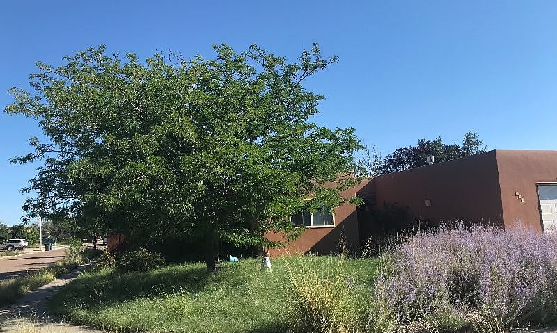 This is the tenant's view out the front window ... native grass lawn, Russian Sage and shade tree.