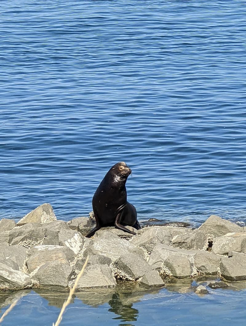 Seal Lions and harbor seals hang out daily at Dune Peninsula park down the hill from the house.