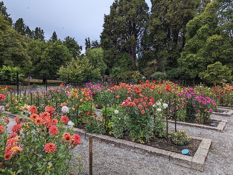 Dahlia garden a mile away at Point Defiance Park