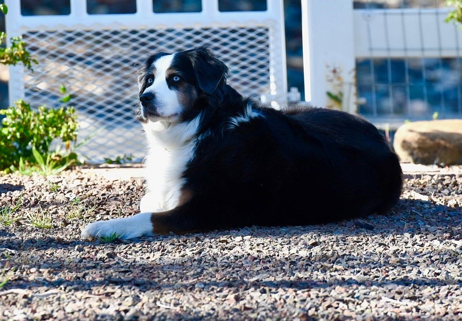 Riley has a yard in the front of our home but she loves the pool and the "friends" she's made with the trees/bushes in the back yard! She's always ready for a hug!