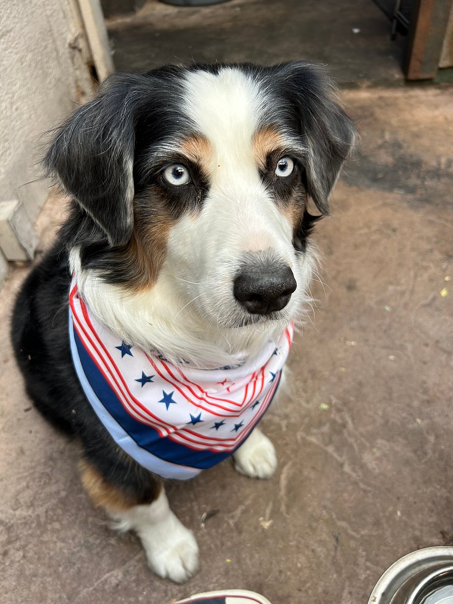 Our Riley is 7 yrs old and is the most beautiful creature.. she gets along with other dogs but mostly just ignores them! She's kind of stuck up I think!