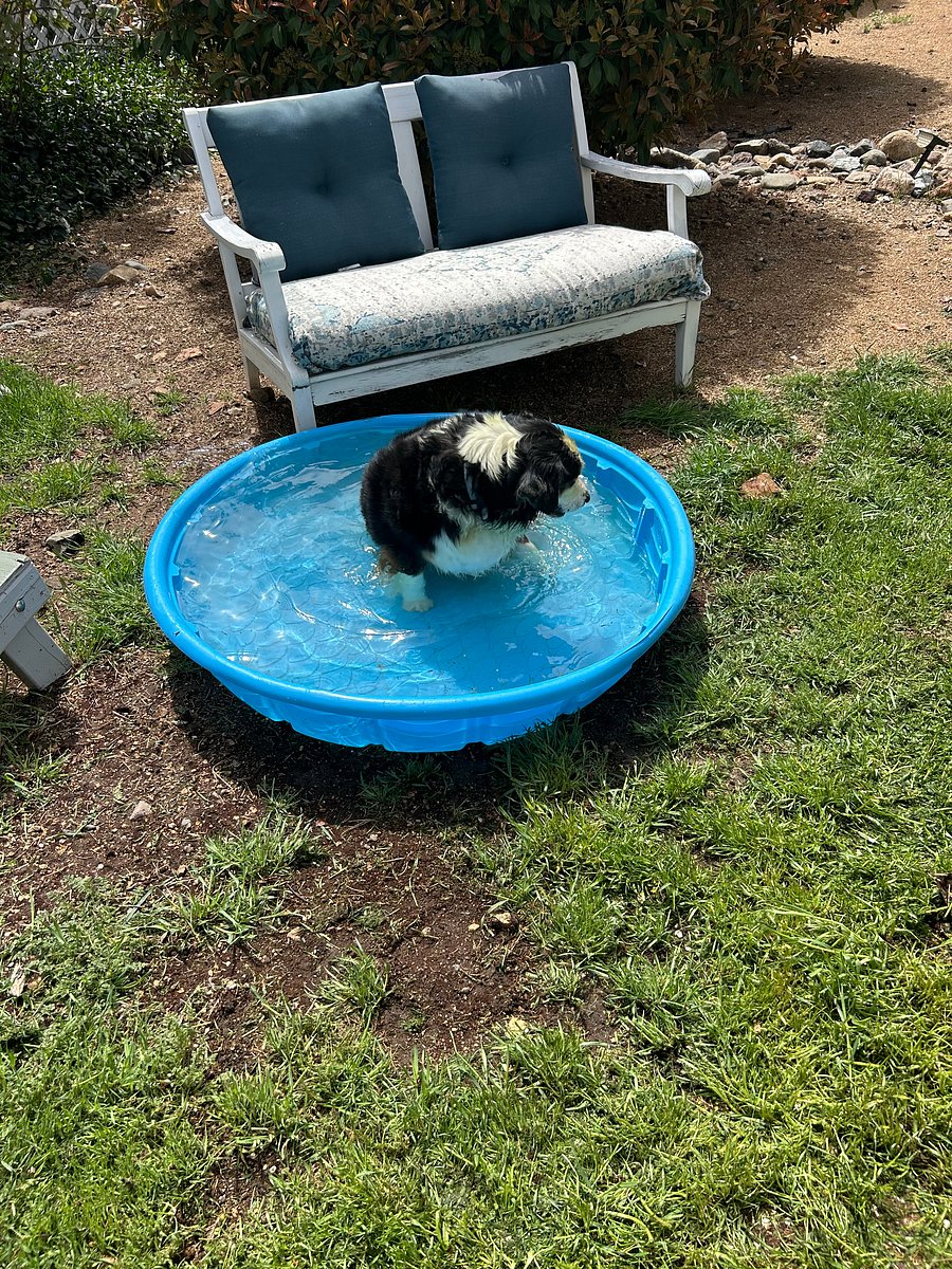 The house does have.. ."a pool".. but not made for humans really - unless you don't mind sharing it with our little Riley girl!
