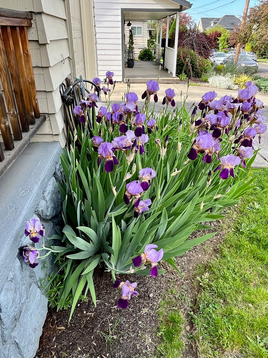 Spring Irises