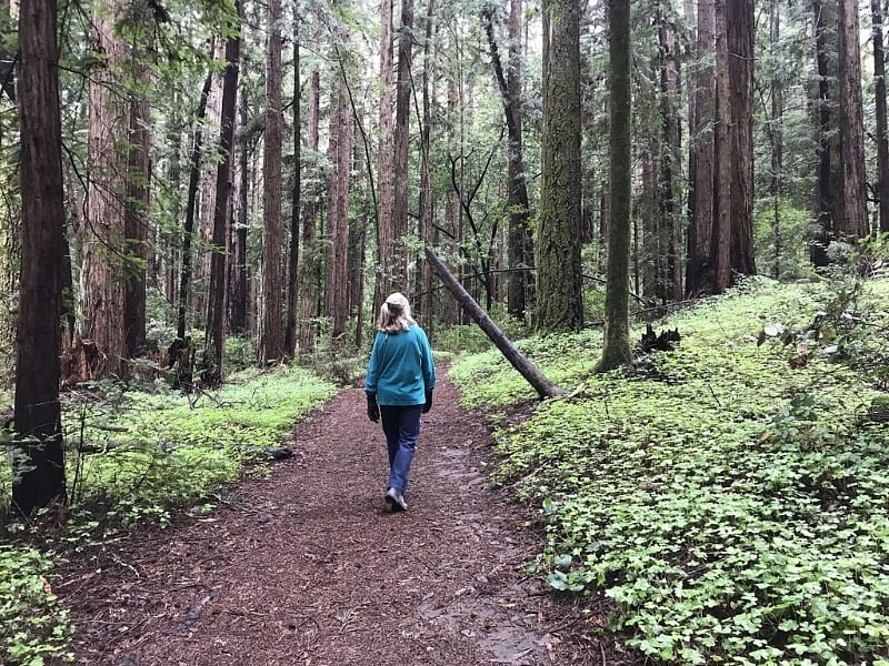 World Class Redwood Hiking Trails Walkable from House