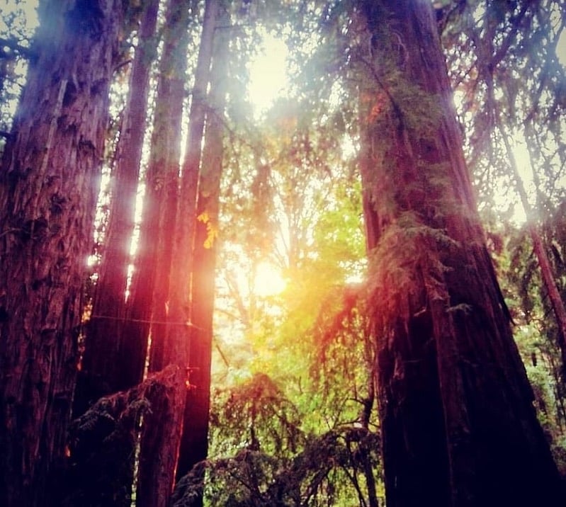 Redwood trees populate neighborhood