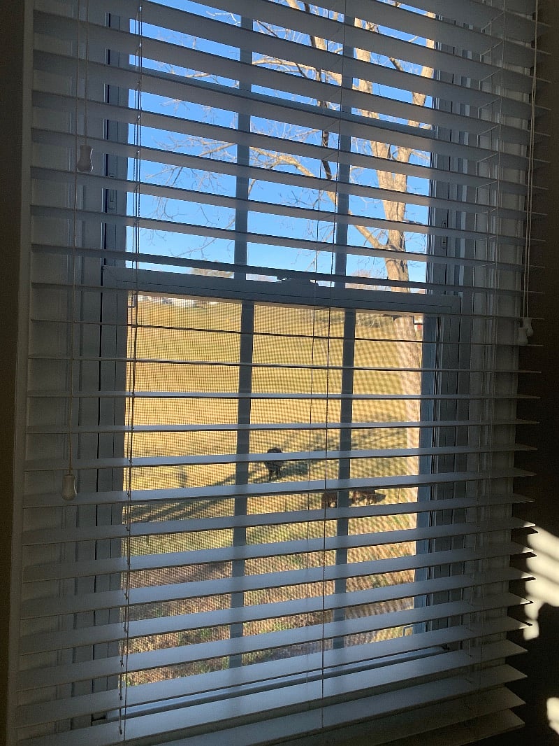 Furnished Finder property 390276_1 photo 9