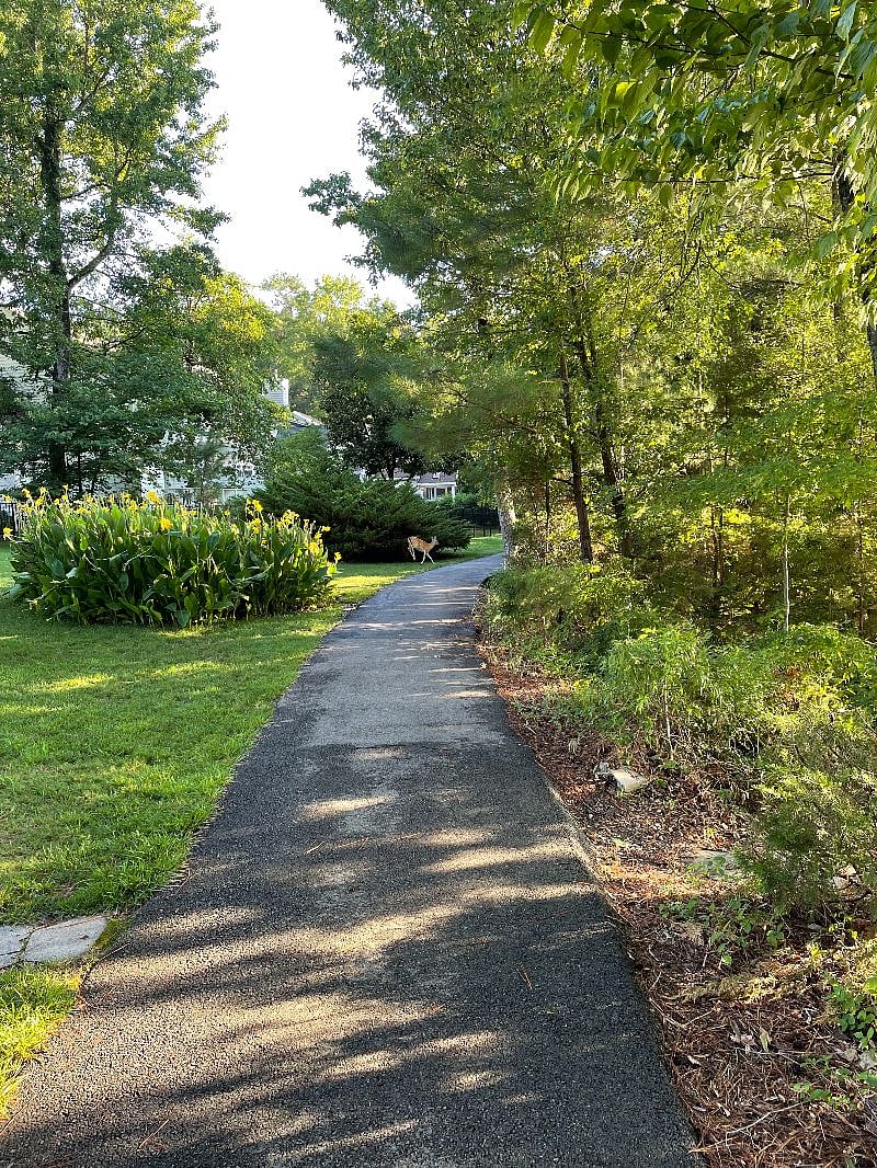 Say good morning to the neighborhood Deer