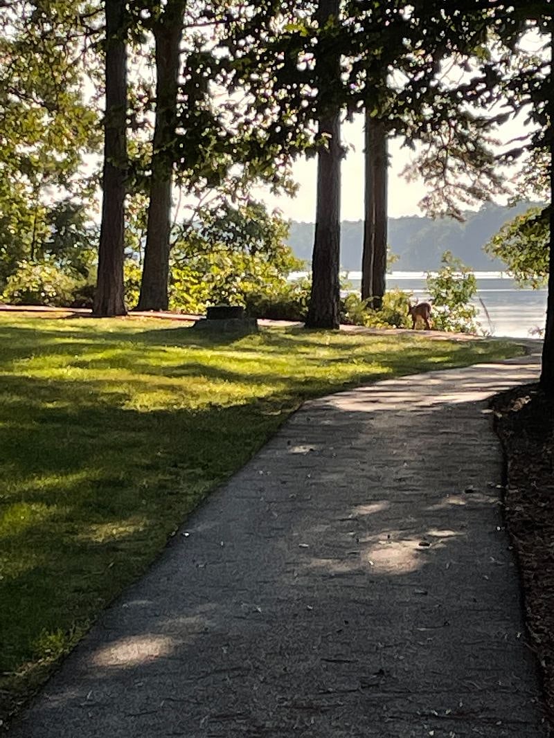 Enjoy the Walking/Running/Biking trails walking distance from apartment