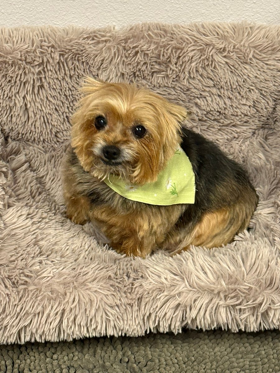 Mia loves to make new friends.  So don't be surprised if she comes up to your sliding door.