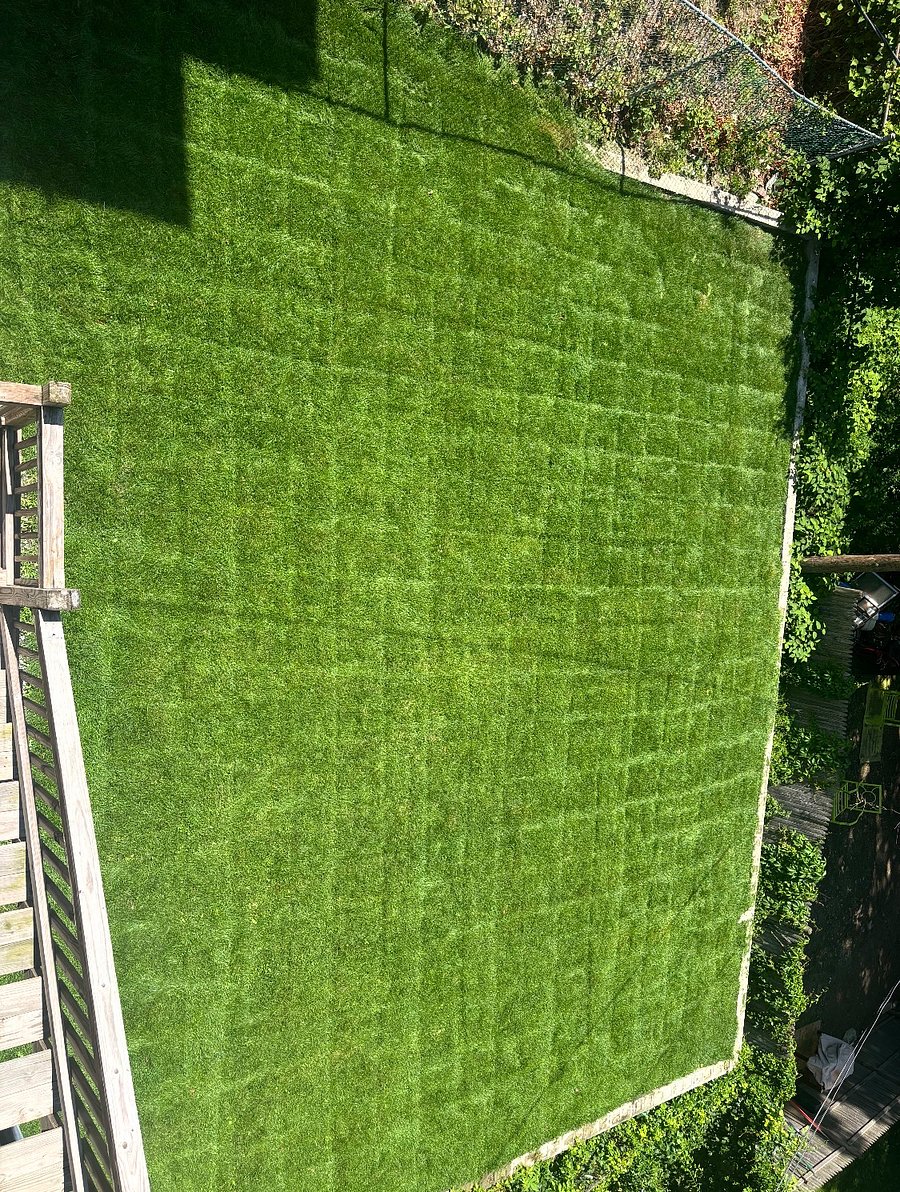 Back yard.