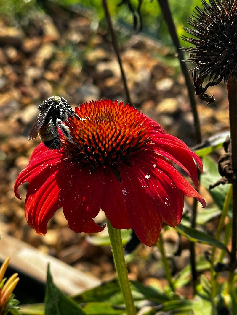 Crimson Cone Flower