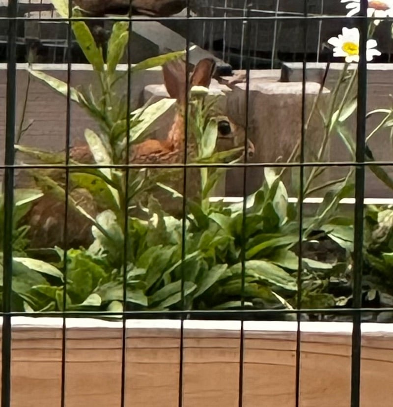 A bunny that I have a love/hate relationship with!