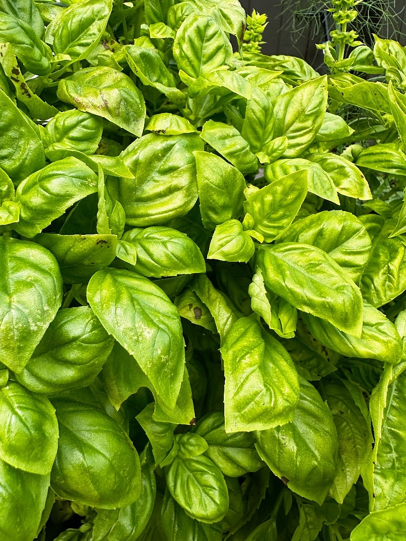 Basil