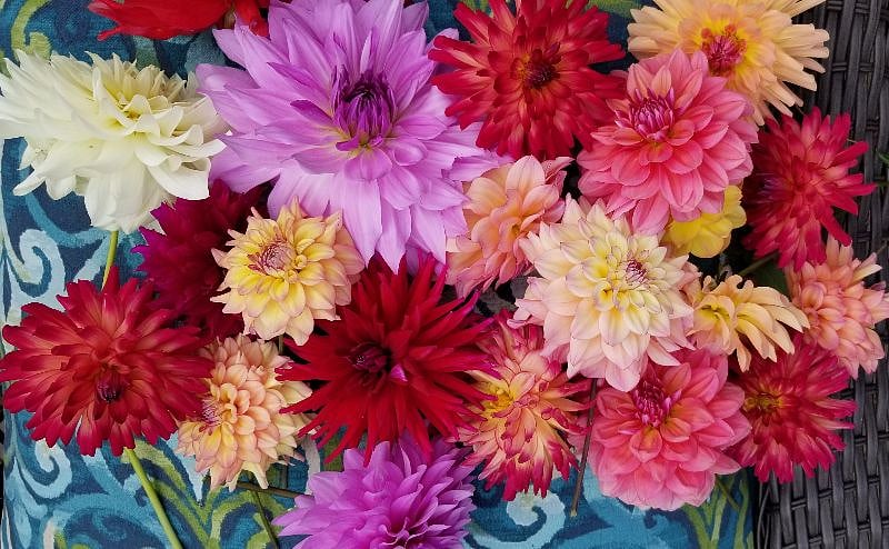 Dahlias from our garden